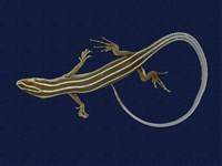 藏品(麗紋石龍子)的圖片